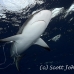 shark_caribbean_bc2_jar_h_0331_cub0828.jpg